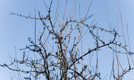 Branches