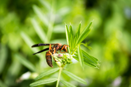Bee Pollination