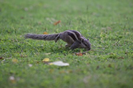 Squirrel eating on the green grassの写真素材