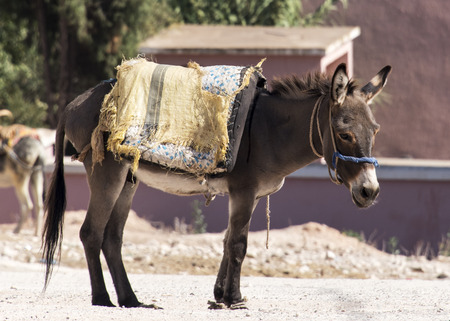 ESSAOURIA, MOROCCO - SEPTEMBER 20 2017: Donkey waits patiently in the sun at the weekly berber open market a short way from Essaouria in Moroccoのeditorial素材