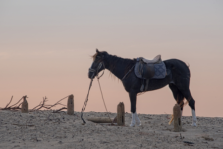 Horse with a harness and saddle waiting on the sand as the sky turns pinkの写真素材