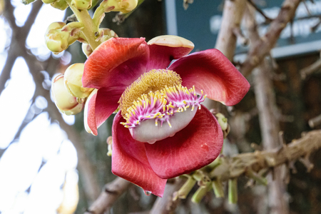 CAMBODIA - May 2015: Shorea robusta, also known as ??l, sakhua or shala tree, is a species of tree belonging to the Dipterocarpaceae family.  Planted in the garden of the royal palace, Phom Penn.のeditorial素材