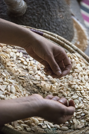 Essaouria, Morocco - September 2017: Lady  hand sorting through Argan nuts being made into oil for food or cosmetic use - close up of handsのeditorial素材
