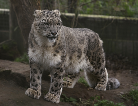 Snow leopard in Captivity (Cat Preservation Society, Welwyn, UK)