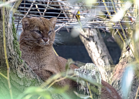 Jaguarundi in captivityの写真素材