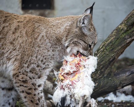 Eurasian Lynx in captivity - feeding