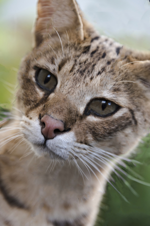 Savannah cat in captivityの写真素材