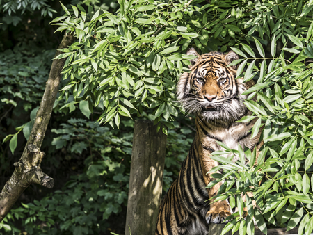 Tiger in a tree (caplivity)の写真素材