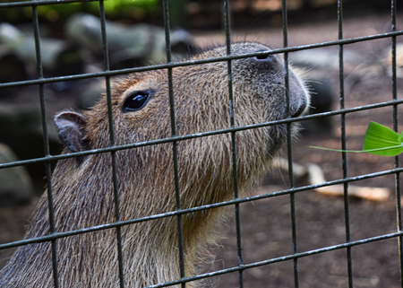 capybara in captivityの写真素材