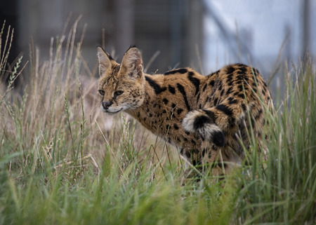 UK, Hamerton Zoo - Female Serval in captivityの写真素材