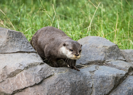 UK, Hamerton Zoo - Long clawed otter  in captivityの写真素材
