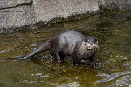 UK, Hamerton Zoo - Long clawed otter  in captivity