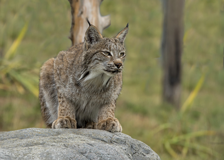 UK, Hamerton Zoo - Candian lynx in captivityの写真素材
