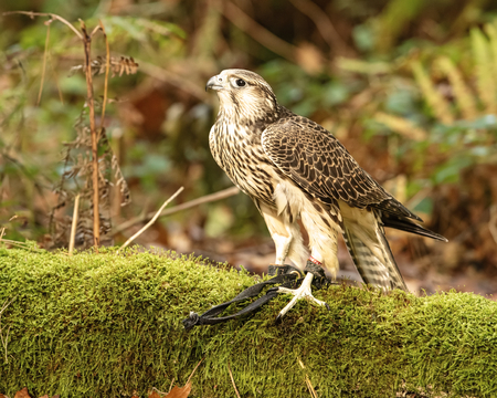 UK, Sherwood Forrest, Nottinghamshire  Birds of Prey Event - October 2018: Juvenile Gyr Peregrine in...