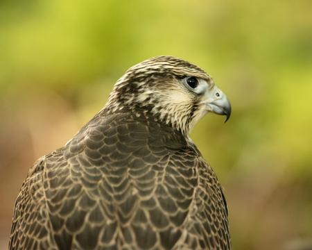 UK, Sherwood Forrest, Nottinghamshire  Birds of Prey Event - October 2018: Juvenile Gyr Peregrine in captivity. The name Gyrfalcon may be a hybrid of the Old High German word gir, meaning vulture, and the Latin falx, a farm tool with a curved blade, a reference to the birdâs hooked talons.の写真素材