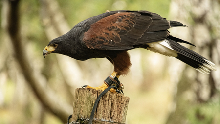 UK, Sherwood Forrest, Nottinghamshire  Birds of Prey Event -  October 2018: Harris Hawk in captivityの写真素材
