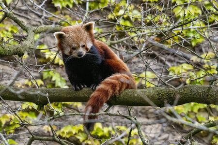 UK, Bristol - April 2019: Red Panda balanced up in a treeの写真素材