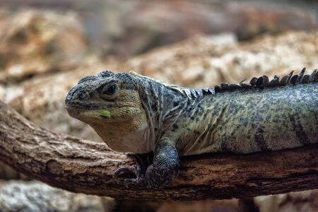 UK, Bristol - April 2019: Utilla Spiney-tailed Iguana basking on a branchの写真素材