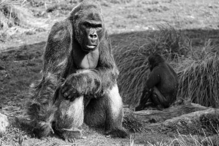 UK, Bristol - April, 2019: Young Low land gorilla looking up to his father a Male silver back...