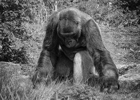 UK, Bristol - April, 2019: Male silver back Gorilla, black and whiteの写真素材