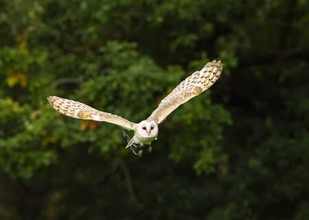 UK, Sherwood Forest, Nottinghamshire, October 2018 - British Barn Owl in flightの写真素材