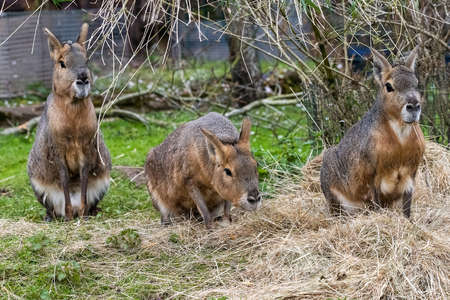 UK, Bristol - April 2019: Trio of Patagonian Mara in captivityの写真素材