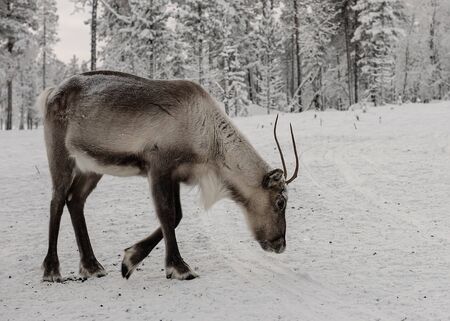 Finland, Inari - January 2019: Reindeer out walking in the Lapland forests in winterの写真素材