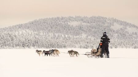 Finland, Inari - Jan 2019: Couple dog sledding over a frozen lake near to the forest beneath a pink...