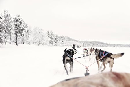 Finland, Inari - January 2019: Team of huskies pulling behind a line of other sleighs, view from sledの写真素材