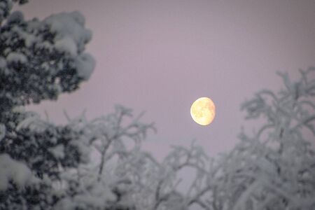 Finland, Lake Menesjarvi, January 2019: - Moon in pink morning sky rises over snow laden treesの写真素材