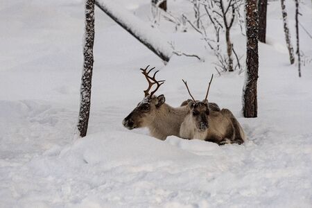 Finland, Inari- January 2019: Mother and child, Reindeer lying in the snow together in the wild...