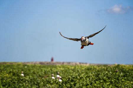 UK, Farne Islands, June 2019 - Puffin returing to its burrow with a mouth full of eelsの写真素材
