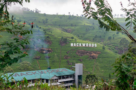 Nuwara Eliya, Sri Lanka, Aug 2015 - Mackwoods tea plantations as far as the eye can seeのeditorial素材