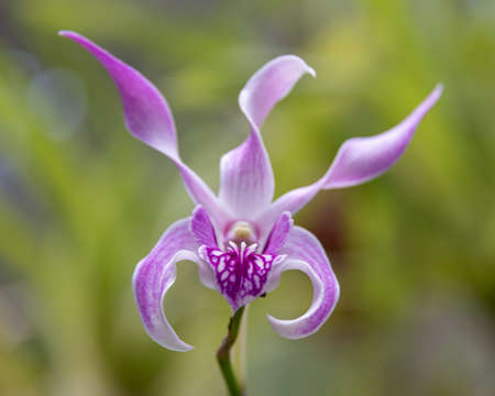 Sri Lanka, Botanical Garden Orchid bloomsの写真素材