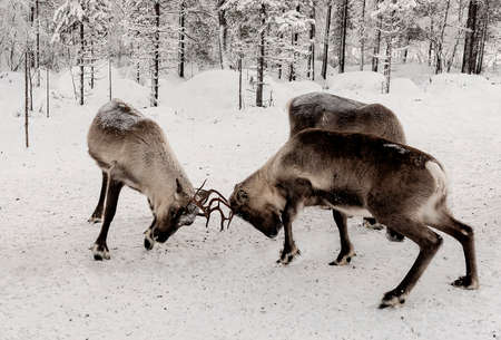 Finland, Inari - January 2019: Reindeer clashing antlers in the Lapland forests