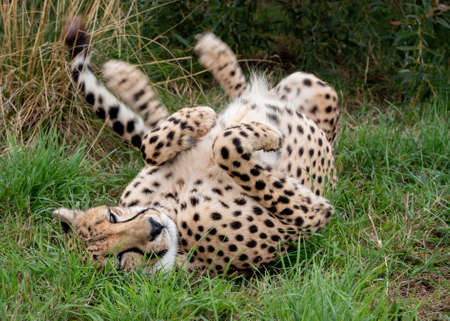 UK, Hamerton Zoo Cheetah in captivity - rollingの写真素材