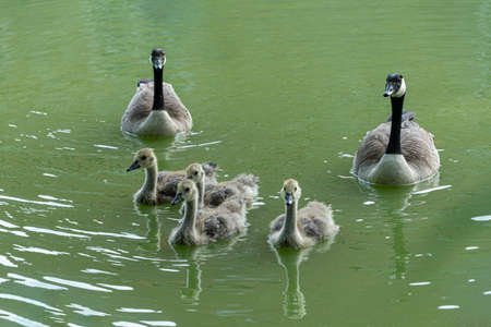 4 ducklings and their parents, swim in the moat of Haus Dellwig, Moated Castle in Westfalia