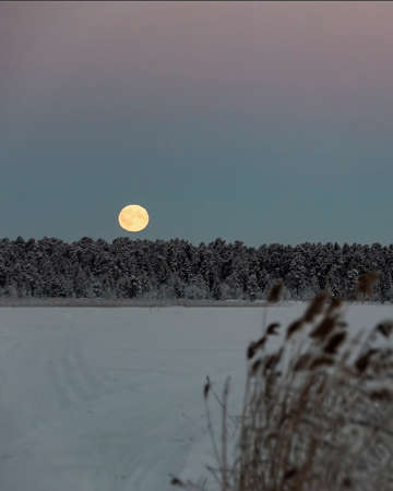 Finland, Inari- January 2019: Blood moon hangs in the sky above trees in a snowy, winter, landscapeの写真素材