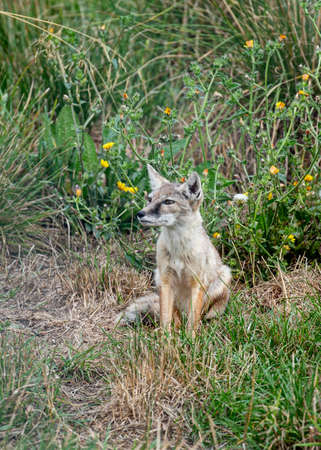 UK, Hamerton Zoo Corsac Fox in captivity