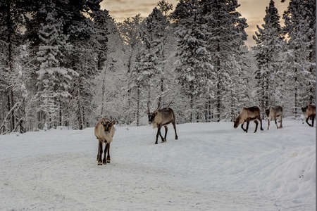 Finland, Inari- January 2019: Herd of Reindeer out in the wild Forrestの写真素材