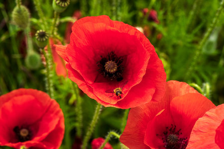 Hoverfly sitting inside a large red poppy flowerの写真素材
