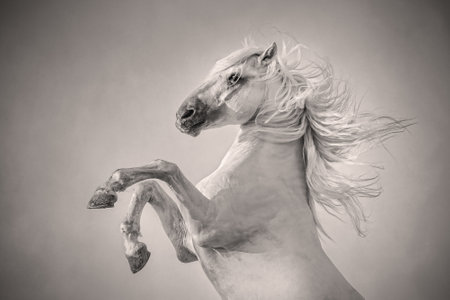 Black and white image of rearing horseの写真素材