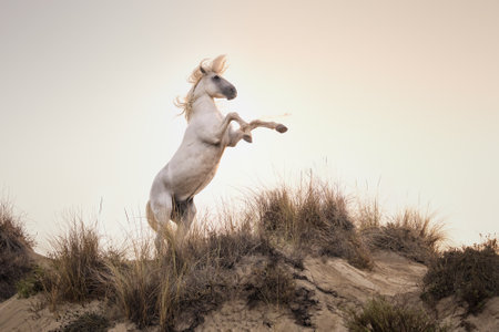 White Stallion Rearing on a Coastal Sandbank at Dawnの写真素材