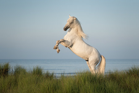 White Stallion Rearing on a Coastal Sandbank at Dawnの写真素材