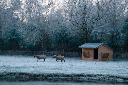 Sheep on a Snowy Winter Morningの写真素材
