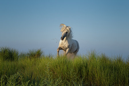White Stallion galloping over grassy dunes in the morning lightの写真素材