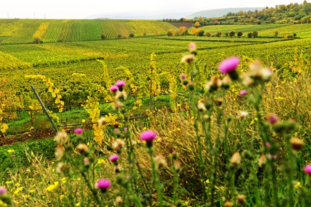 Autumn vineyard landscape with hills in Pfalz, Germanyの写真素材