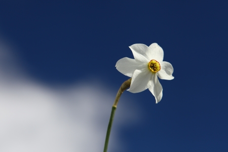 narcissus flower with blue backgroundの写真素材
