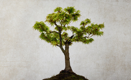 tree isolated on background ruined