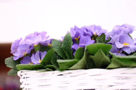 Purple primrose flowers in white wicker basketの写真素材
